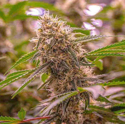 The Benefits of Feminized Seeds for Cannabis Farmers and Dispensary Owners